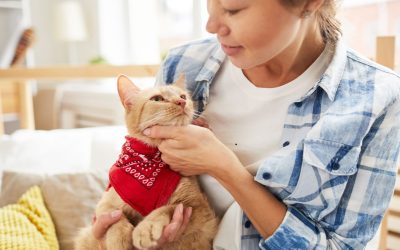 Pakaian Terkena Bulu Hewan Peliharaan! Ini Dia 5 Tips Mengatasinya